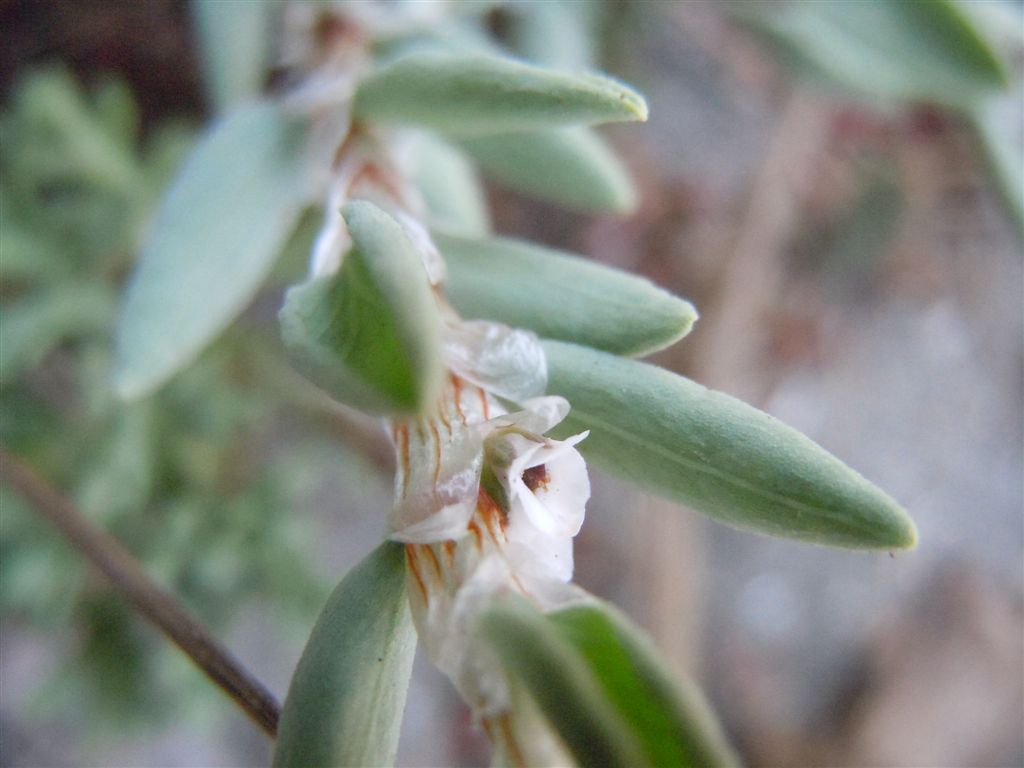 Polygonum maritimum